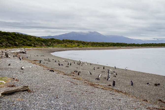 123rf.com nuotr. / Martilo salos pingvinai