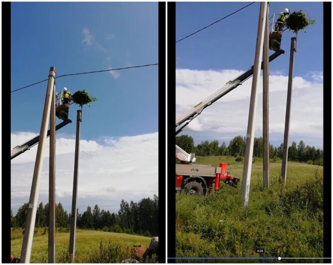 Stop kadrai/ESO specialistai perkėlė gandralizdį į saugesnę vietą