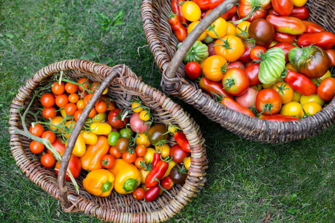 Shutterstock nuotr./Pomidorai