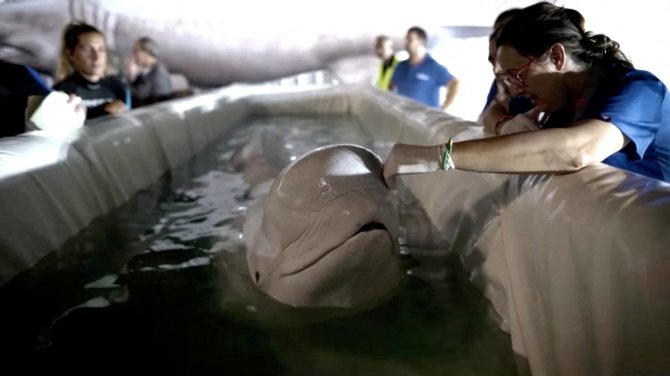 „Reuters“/„Scanpix“ nuotr./Baltasis delfinas