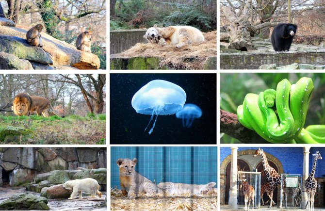 123rf.com nuotr./Berlyno zoologijos sode – daugybė įdomių gyvūnų