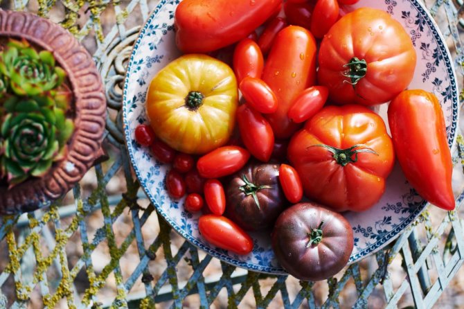 Vida Press nuotr./Įvairių rūšių pomidorai
