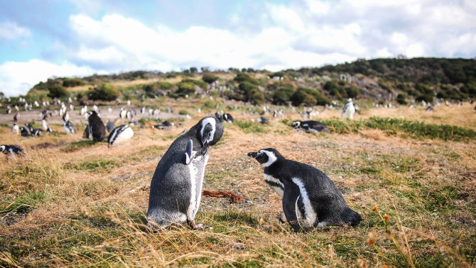 123rf.com nuotr./Martilo salos pingvinai