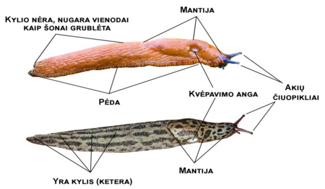 VU iliustracija/Kuo skiriasi invaziniai ir neinvaziniai šliužai?