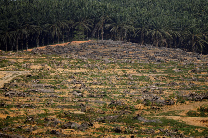 „Reuters“/„Scanpix“ nuotr./Palmių aliejaus plantacija Malaizijoje