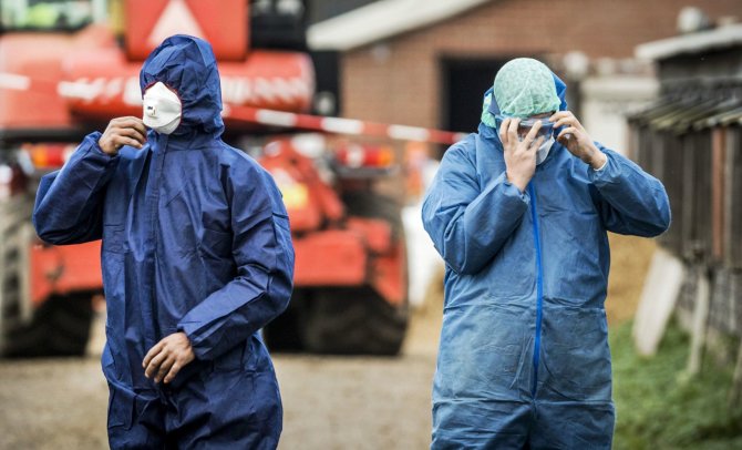 AFP/„Scanpix“ nuotr./Nyderlanduose dėl paukščių gripo išpjauta 190 tūkst. ančių