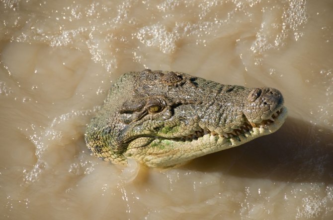 Krokodilas upėje