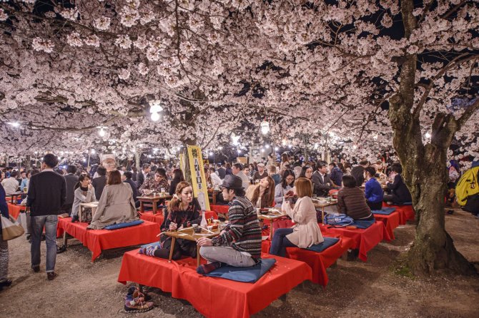 Kiote žydinčios sakuros sutraukia minias japonų ir turistų