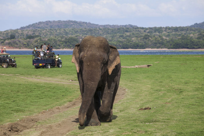 123rf.com /Turistai Afrikoje stebi dramblį