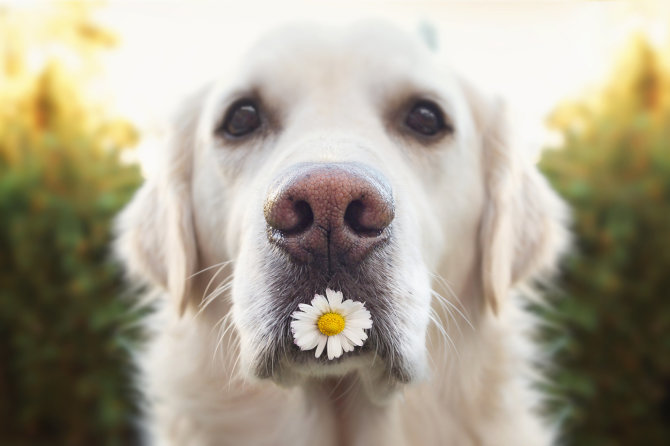 Fotolia nuotr./Šuo.