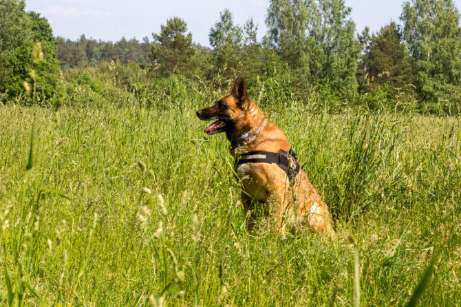 Vidmanto Balkūno / 15min nuotr./VSAT tarnybinių šunų meistriškumo čempionatas