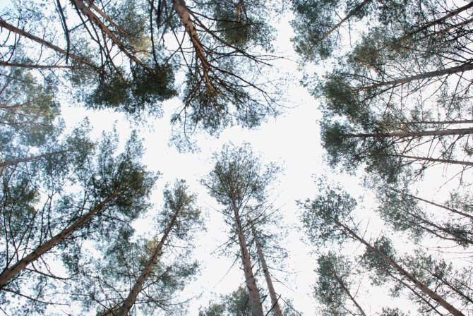 Jurgitos Lapienytės nuotr./Varėnos miškų urėdija