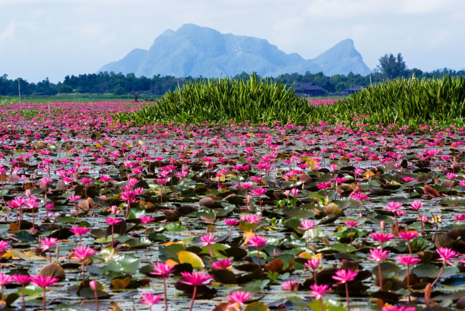 Vida Press nuotr./Svajingas lotosų ežeras Tailande