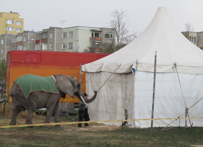 Šiaulių regiono aplinkos apsaugos departamento (ŠRAAD) nuotr./Šiaulių cirke – gyvūnų laikymo pažeidimai