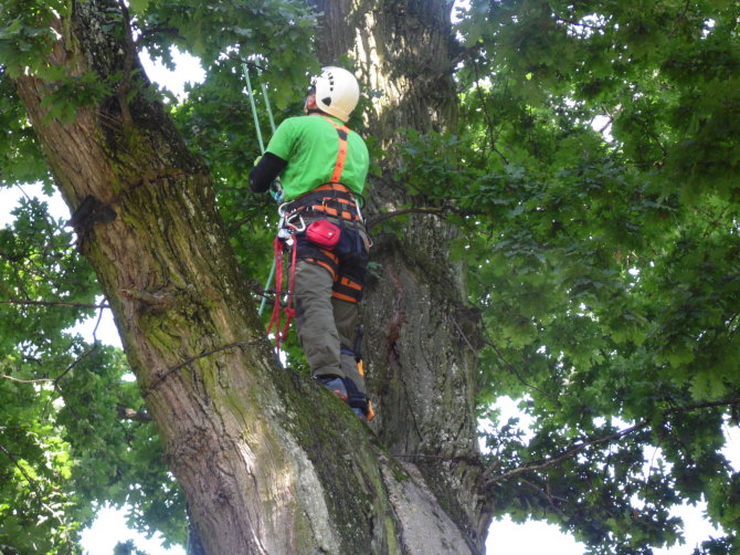 Lietuvos arboristų asociacijos nuotr./Arboristų darbo vieta – medžiai