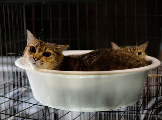 „Reuters“/„Scanpix“ nuotr./Sakae Kato, besirūpinantis apleistomis katėmis Fukušimoje