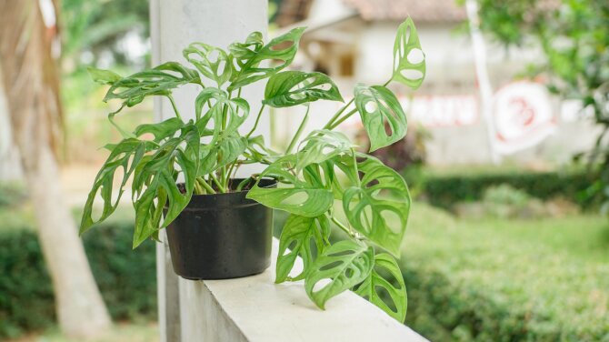Shutterstock nuotr./Monstera