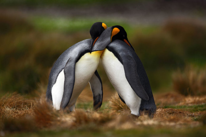 123RF.com nuotr./Įsimylėję pingvinai