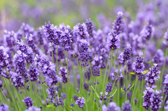 123RF.com nuotr./Tikroji levanda (Lavandula angustifolia) „Hidcote Blue“