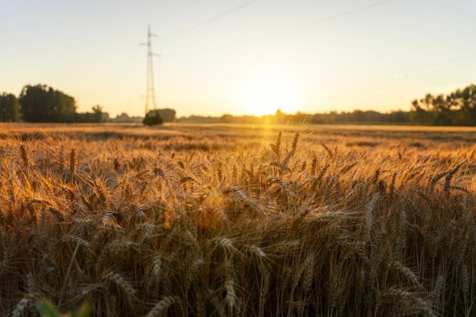 Shutterstock nuotr./Javų laukas