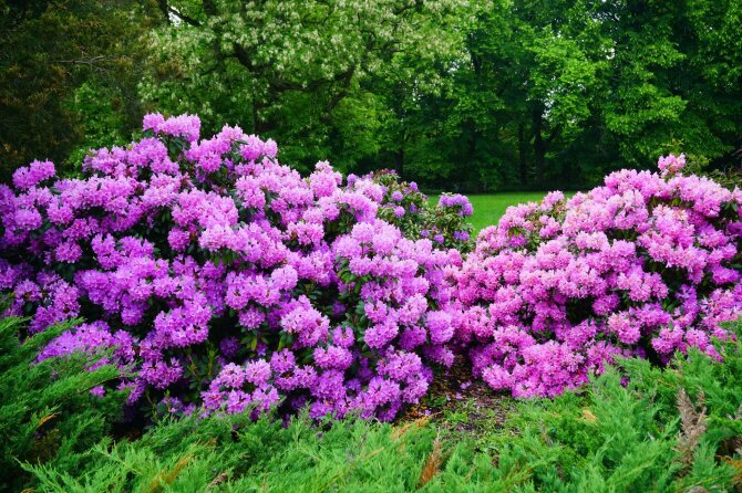 Shutterstock nuotr./Rododendrai