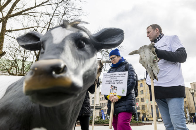 Irmanto Gelūno / BNS nuotr./Prie Vyriausybės ūkininkų protestas dėl pieno supirkimo kainų