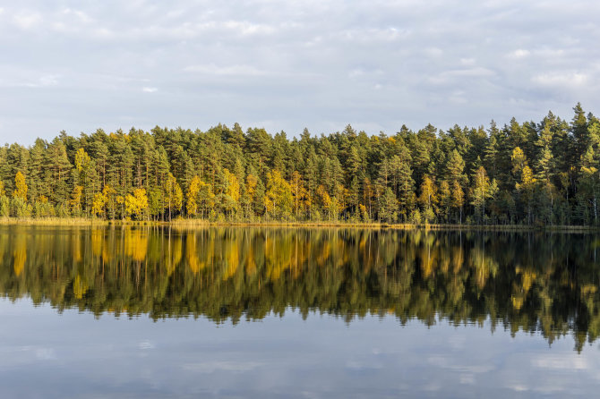 Irmanto Gelūno / BNS nuotr./Ruduo Labanoro girioje