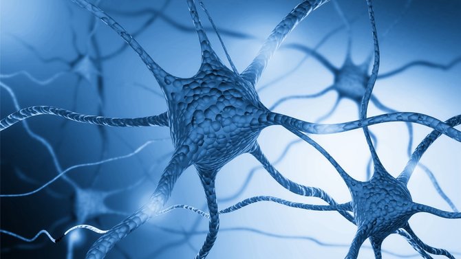 123rf nuotr./Žmogaus smegenų neuronai – ląstelės, atsakingos už informacijos judėjimą smegenyse
