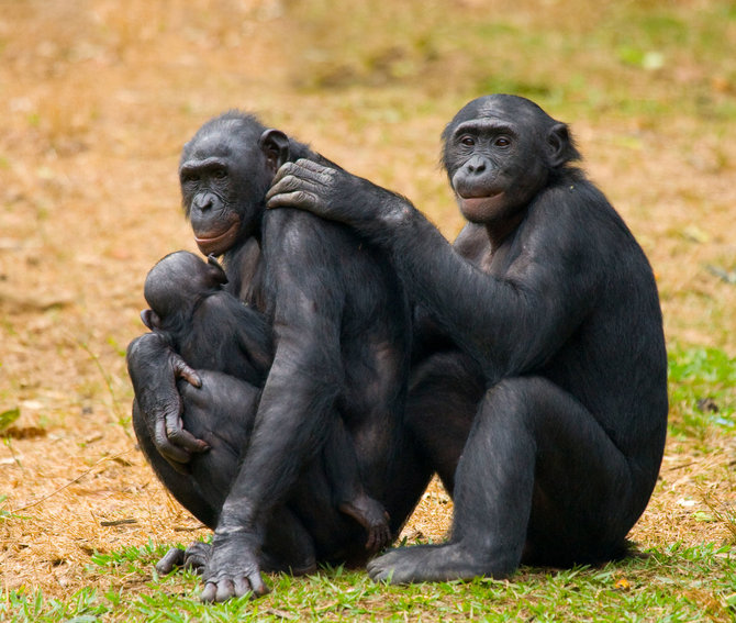 123RF.com nuotr./Mažosios šimpanzės