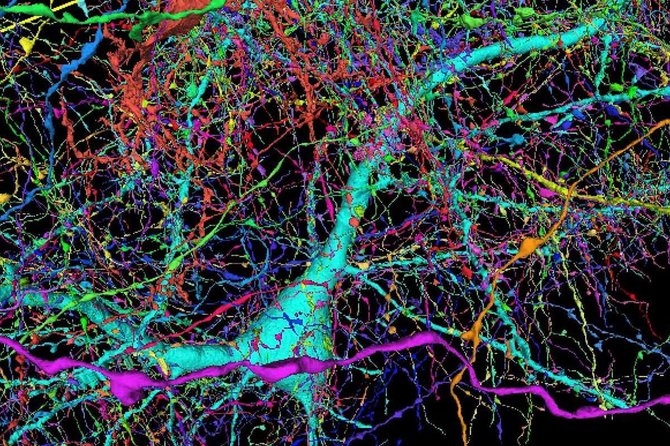 Google/Lichtman Laboratory/Prie vieno neurono jungiasi apie 4000 nervų gijų