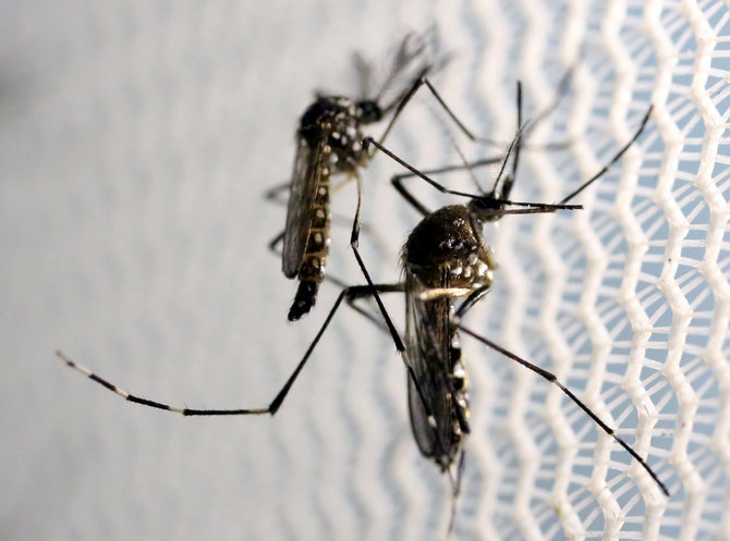 „Reuters“/„Scanpix“ nuotr./"Aedes aegypti" uodai
