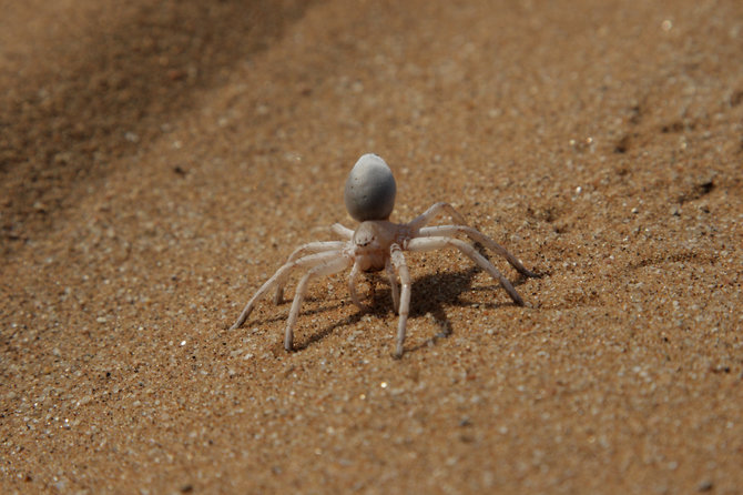 AFP/„Scanpix“ nuotr./Šešiaakis smėlio voras