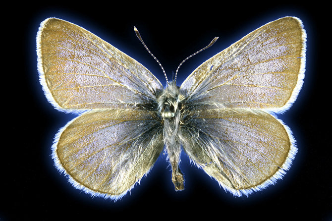 Field Museum / SWNS / Scanpix nuotr./Xerceso mėlynasis drugelis