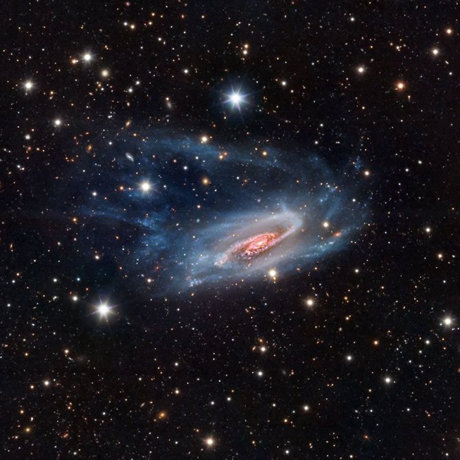Bernard Miller/NGC 3981
