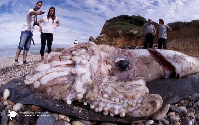 Enrique Talledo, www.enriquetalledo.com/Į krantą išplautas gigantiškas kalmaras