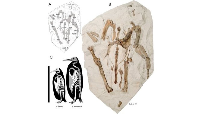 Naujojoje Zelandijoje rasti milžiniško pingvino griaučiai/„Journal of Vertebrate Paleontology“.