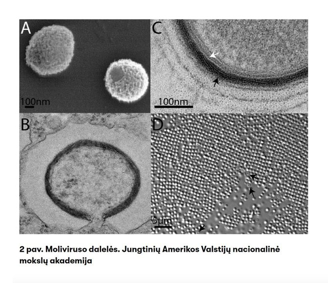 Proceedings of the National Academy of Sciences of the United States of America/Mollivirus sibericum