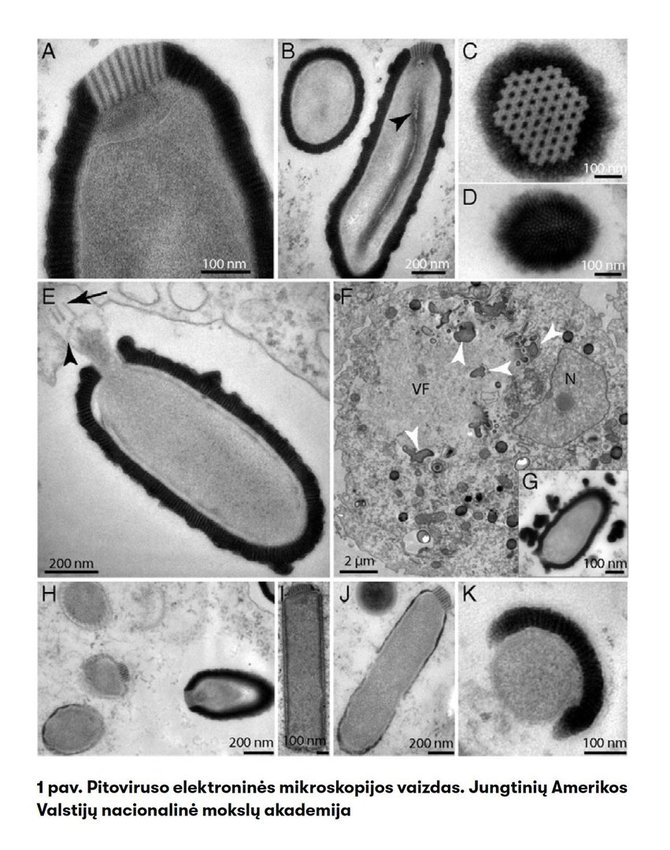 Proceedings of the National Academy of Sciences of the United States of America/Atgaivinti, manoma, 30 tūkst. metų senumo amebas infekuojantys virusai Pithovirus sibericum