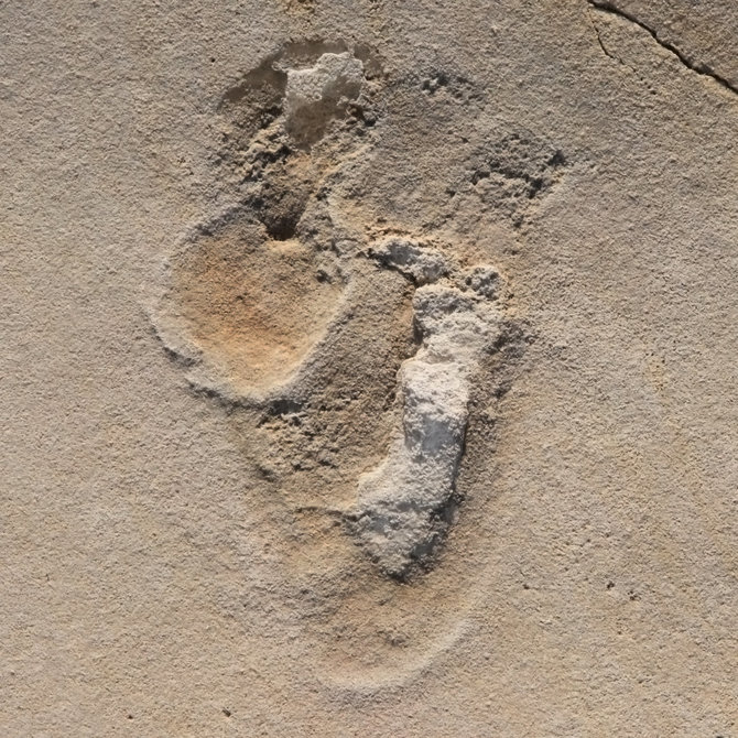 Peras Ahlbergas, Upsala/Pėdsakai smėlyje: vienas iš daugiau nei 50 ankstyvųjų žmonių pirmtakų pėdsakų, aptiktų 2017 m. netoli Trachiloso, Kretoje. Datavimo metodais nustatyta, kad jiems daugiau nei šeši milijonai metų