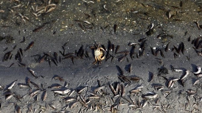 „Reuters“/„Scanpix“ nuotr./Mar Menor pakrantė Ispanijoje padengė tonos negyvų žuvų