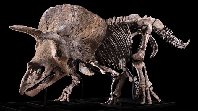 Courtesy Giquello/Triceratopo, pavadinto Didžiuoju Džonu, skeletas