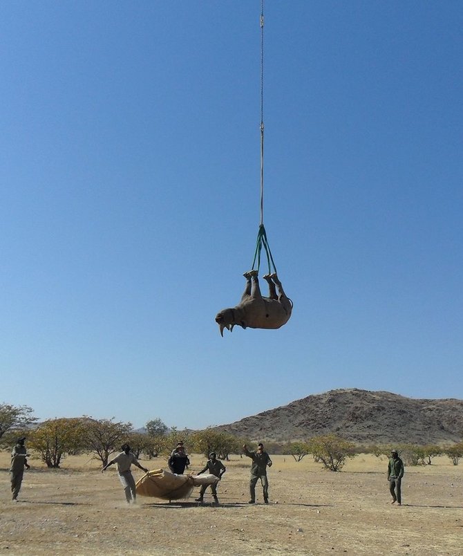 Namibijos aplinkos apsaugos ministerija/Raganosių transportavimo būdas