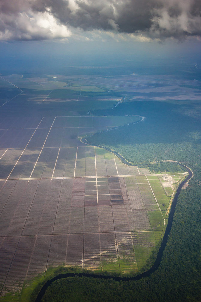 123RF.com nuotr./Miškų kirtimas Amazonėje