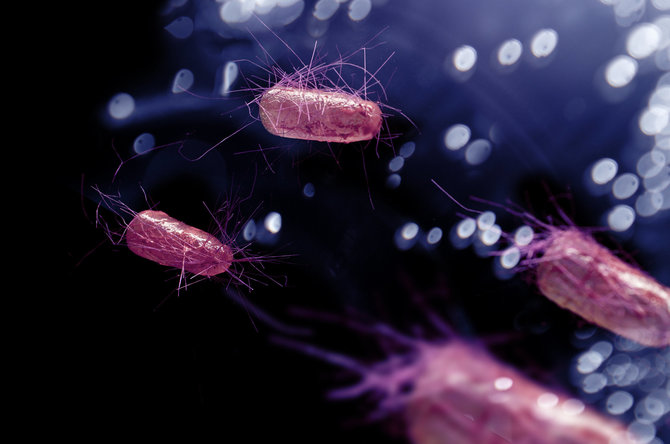 123RF.com nuotr./E.coli bakterijos