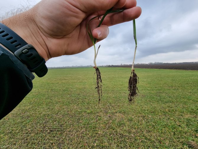 Bioversio/Kairėje, vadinama kontrolė be mikrobiologinių preparatų, o dešinėje su jais