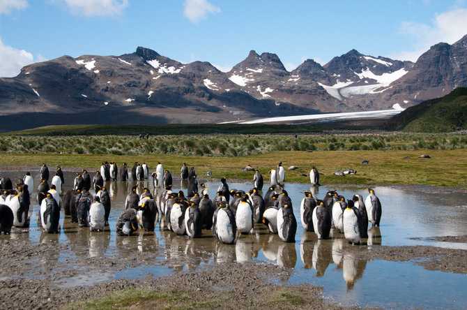 123RF.com nuotr./Pietų Džordžijos saloje gyvenantys pingvinai