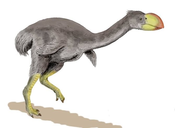 WIkimedia/Dromornis stirtoni paukščio iliustracija