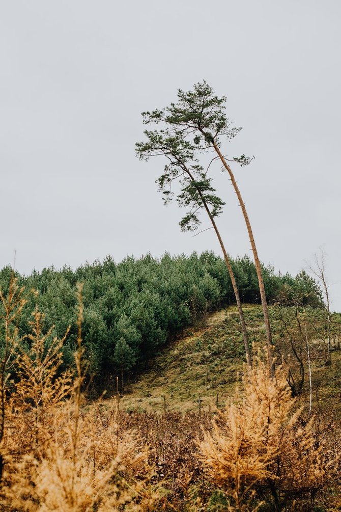 Pexels nuotr./Miškas