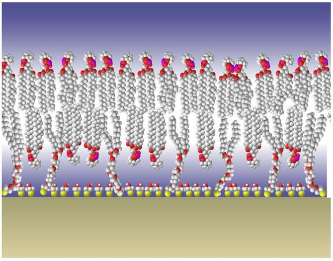 Duncan J. McGillivray, Gintaras Valincius, David J. Vanderah, Wilma Febo-Ayala, John T. Woodward, Frank Heinrich, John J. Kasianowicz, Mathias Lösche, „Molecular-scale Structural and Functional Characterization of Sparsely Tethered Bilayer Lipid Membranes/Paviršiuje prikabintos fosfolipidinės membranos modelis