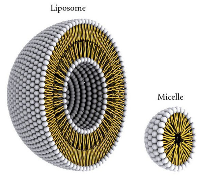 Vezikulės (liposomos) modelis (kairėje) ir micelės modelis (dešinėje)./Azucena Gonzalez Gomez, Zeinab Hosseinidoust, „Liposomes for Antibiotic Encapsulation and Delivery“, ACS Infectious Diseases, 2020